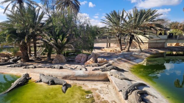 Djerba Explore Park, Farma krokodyli Djerba